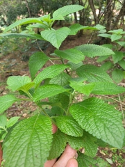Stachytarpheta mutabilis