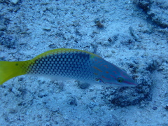 Halichoeres hortulanus