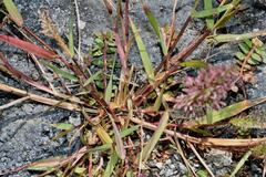 Polypogon interruptus