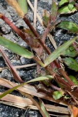 Polypogon interruptus