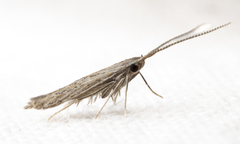 Coleophora quadruplex