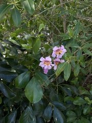 Tabebuia heterophylla