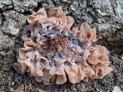 Phaeotremella roseotincta