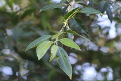 Ficus pertusa