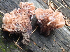 Phaeotremella roseotincta