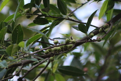Ficus pertusa