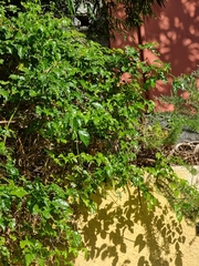 Jasminum azoricum