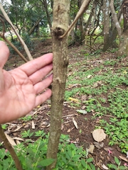 Stachytarpheta mutabilis