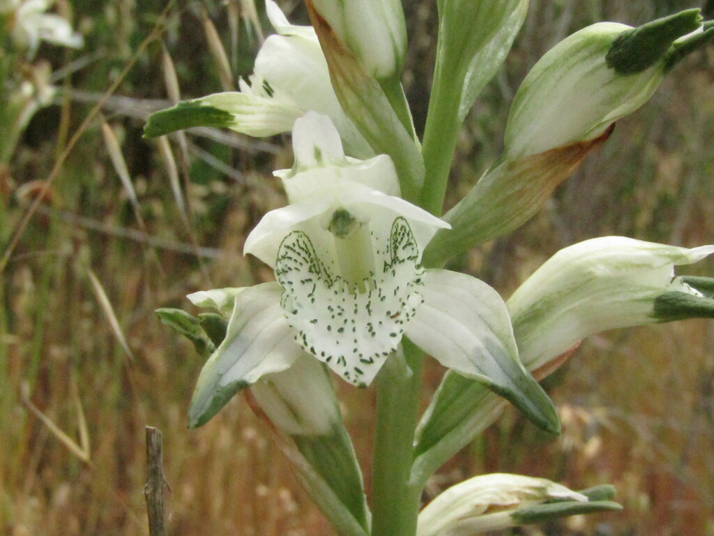 Chloraea piquichen