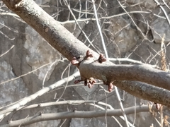 Cercis canadensis