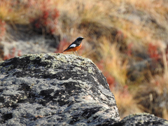 Phoenicurus erythrogastrus