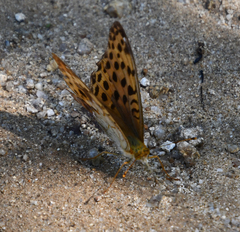 Argynnis laodice