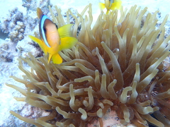 Entacmaea quadricolor