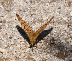Argynnis laodice