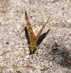 Argynnis laodice