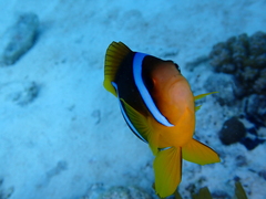Amphiprion bicinctus