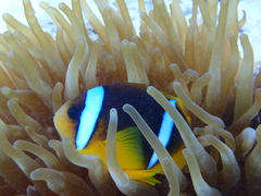 Amphiprion bicinctus