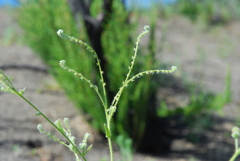 Cryptantha microstachys