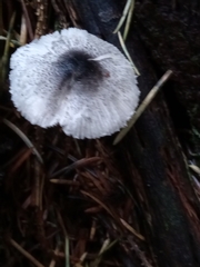 Lepiota atrodisca
