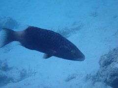 Oxycheilinus digramma