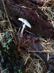 Lepiota atrodisca