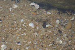 Caffrogobius nudiceps