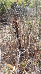 Pterygodium inversum