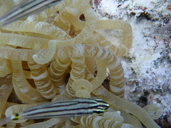 Heteractis crispa