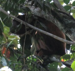Alouatta seniculus