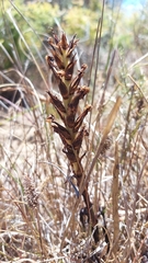 Pterygodium inversum