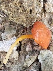 Hygrocybe calciphila