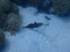Amblygobius albimaculatus