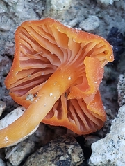 Hygrocybe calciphila