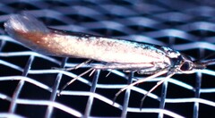 Coleophora deauratella