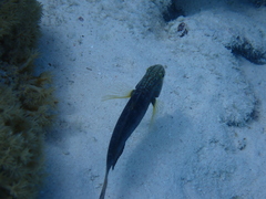Amblygobius albimaculatus