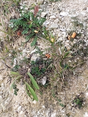 Hygrocybe calciphila