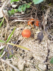 Hygrocybe calciphila