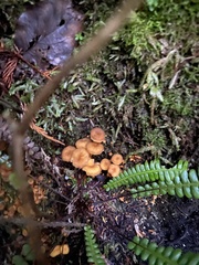 Craterellus tubaeformis
