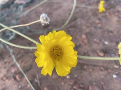 Baileya multiradiata