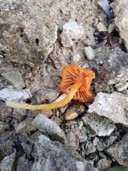 Hygrocybe calciphila