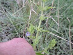 Stemodia durantifolia
