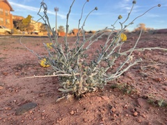 Baileya multiradiata