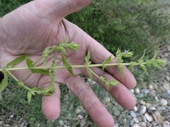 Stemodia durantifolia