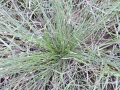 Eleocharis