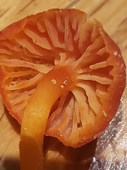 Hygrocybe calciphila