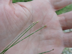 Eleocharis