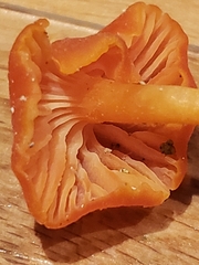 Hygrocybe calciphila