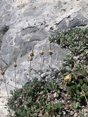 Dryas hookeriana