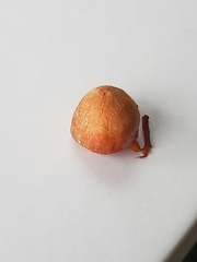 Hygrocybe calciphila