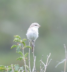 Lanius phoenicuroides